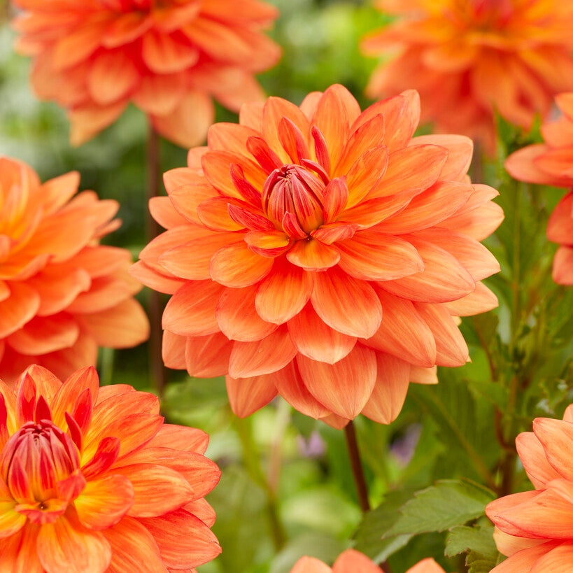 Dahlia Shep's Memory Dekorativ 1-pack NYHET